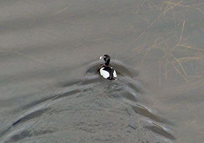 Ring-neck, drake